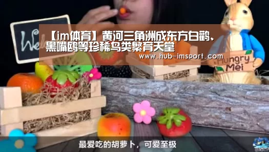 【im体育】黄河三角洲成东方白鹳、黑嘴鸥等珍稀鸟类繁育天堂(图1) im体育